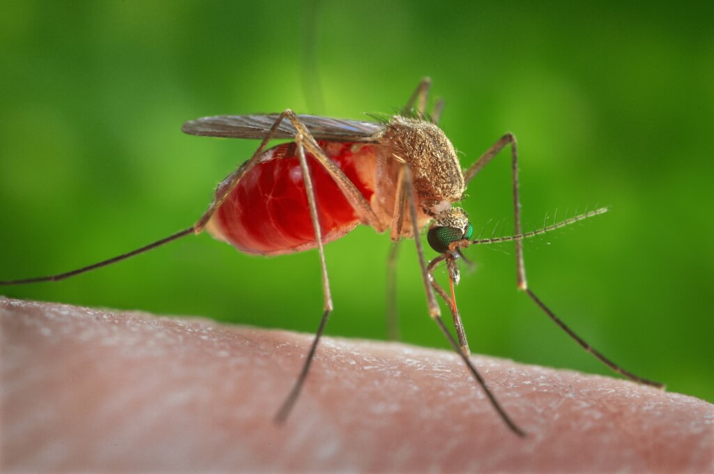 Сколько крови выпивает комар?